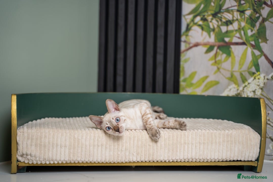 Bengal cats for sale: FRANCO- Snow Bengal Boy- Excellent traits-TICA reg - Advert 10