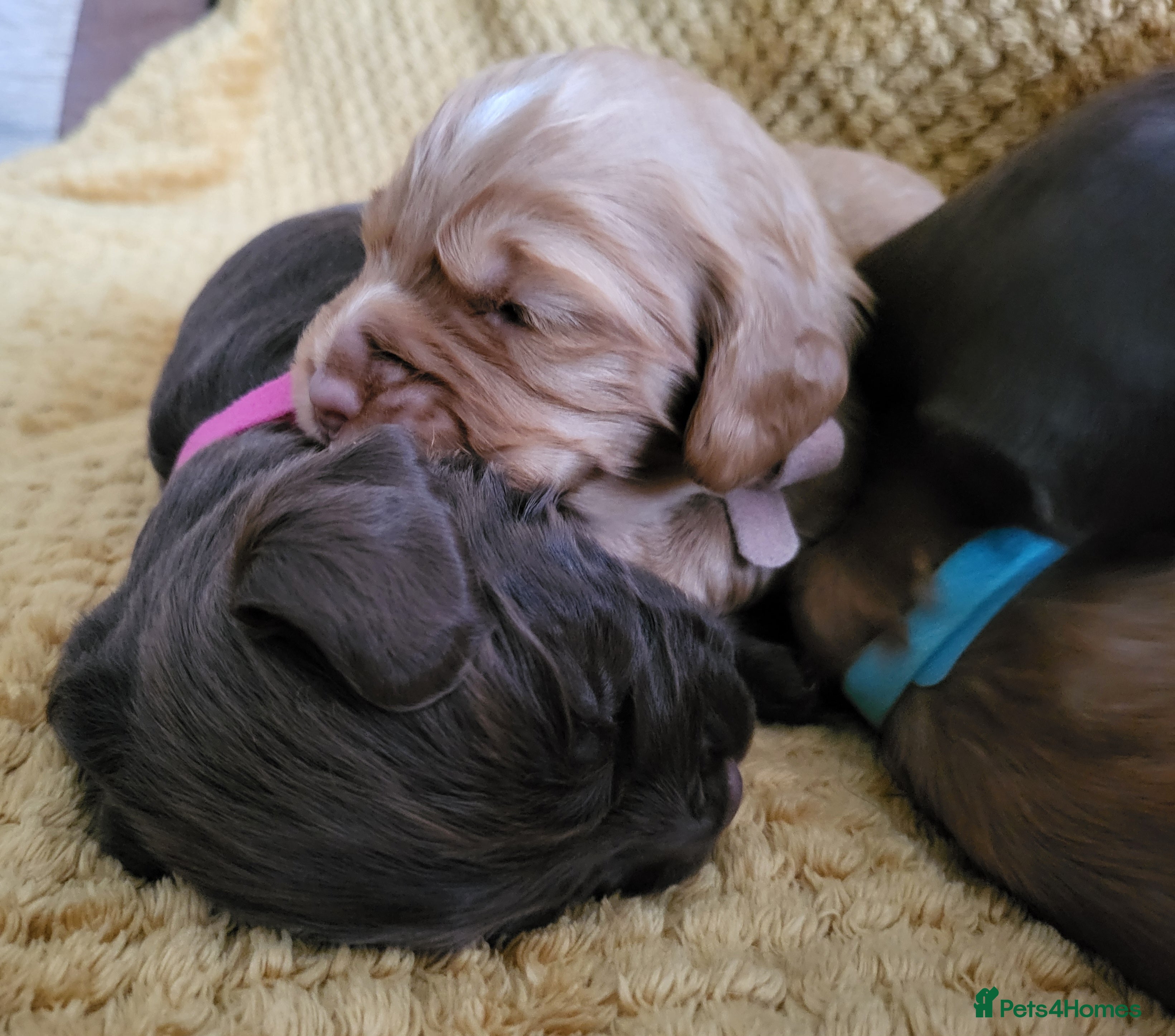 Cocker Spaniel dogs Working Cocker Spaniel Pups - Advert 12
