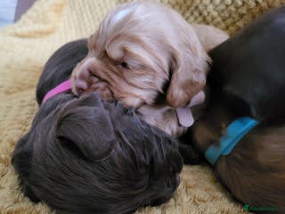 Cocker Spaniel dogs Working Cocker Spaniel Pups - Advert 12