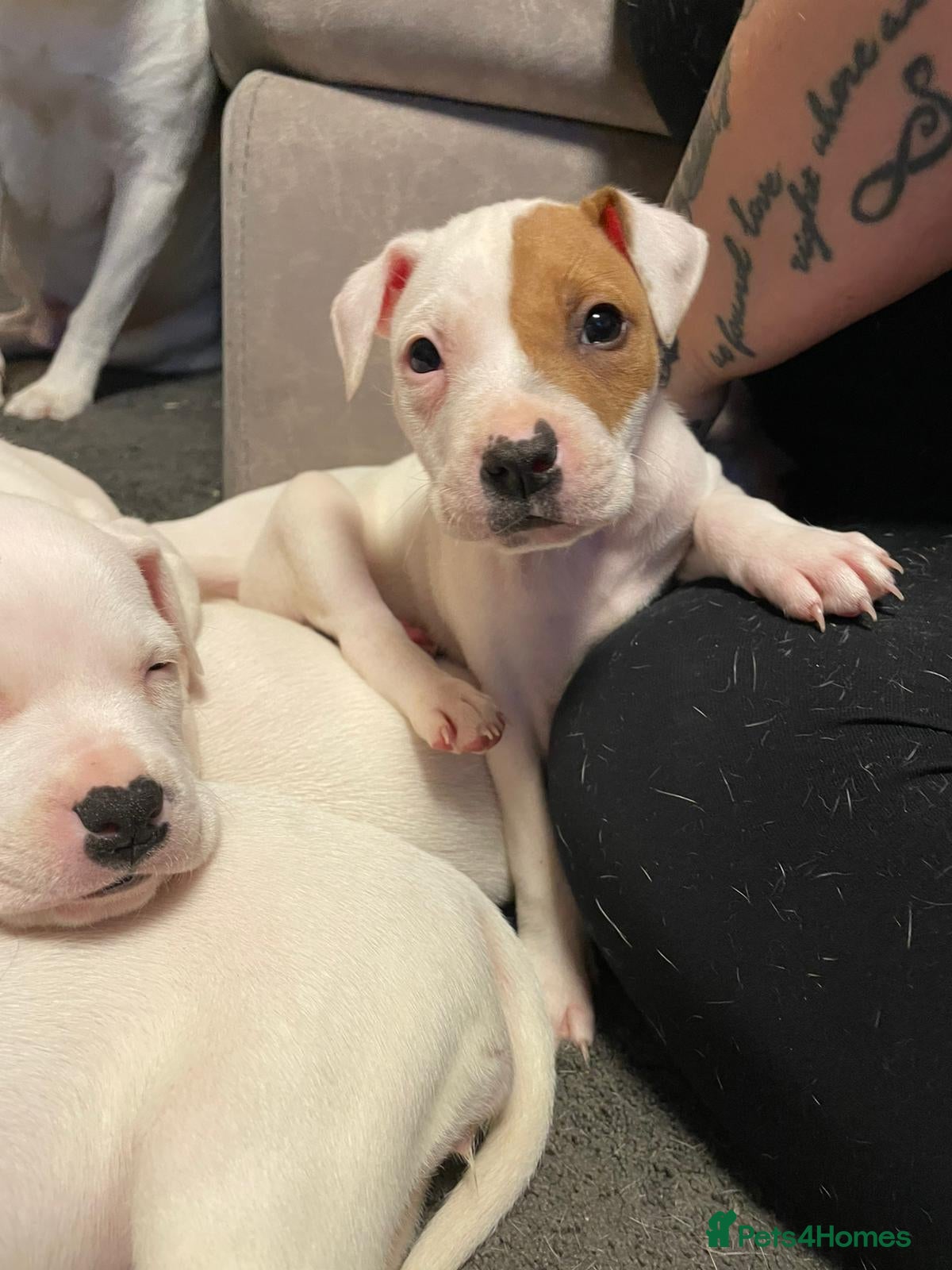 Mixed Breed dogs Irish Staffy x American bulldog puppies  - Advert 5