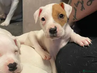 Mixed Breed dogs Irish Staffy x American bulldog puppies - Advert 5