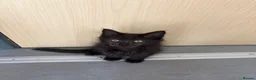 Maine Coon cats for sale: Maine coon kittens - Advert 5