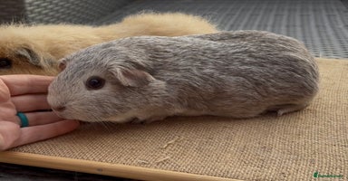 Guinea Pig rodents - Advert 7