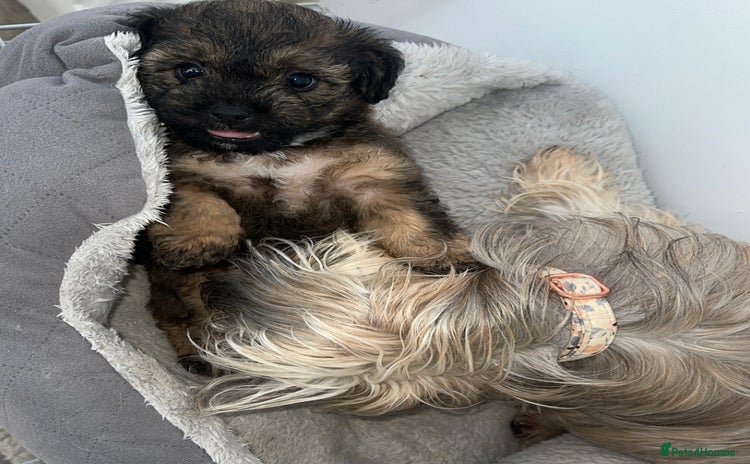 Yorkiepoo dogs - Advert 1