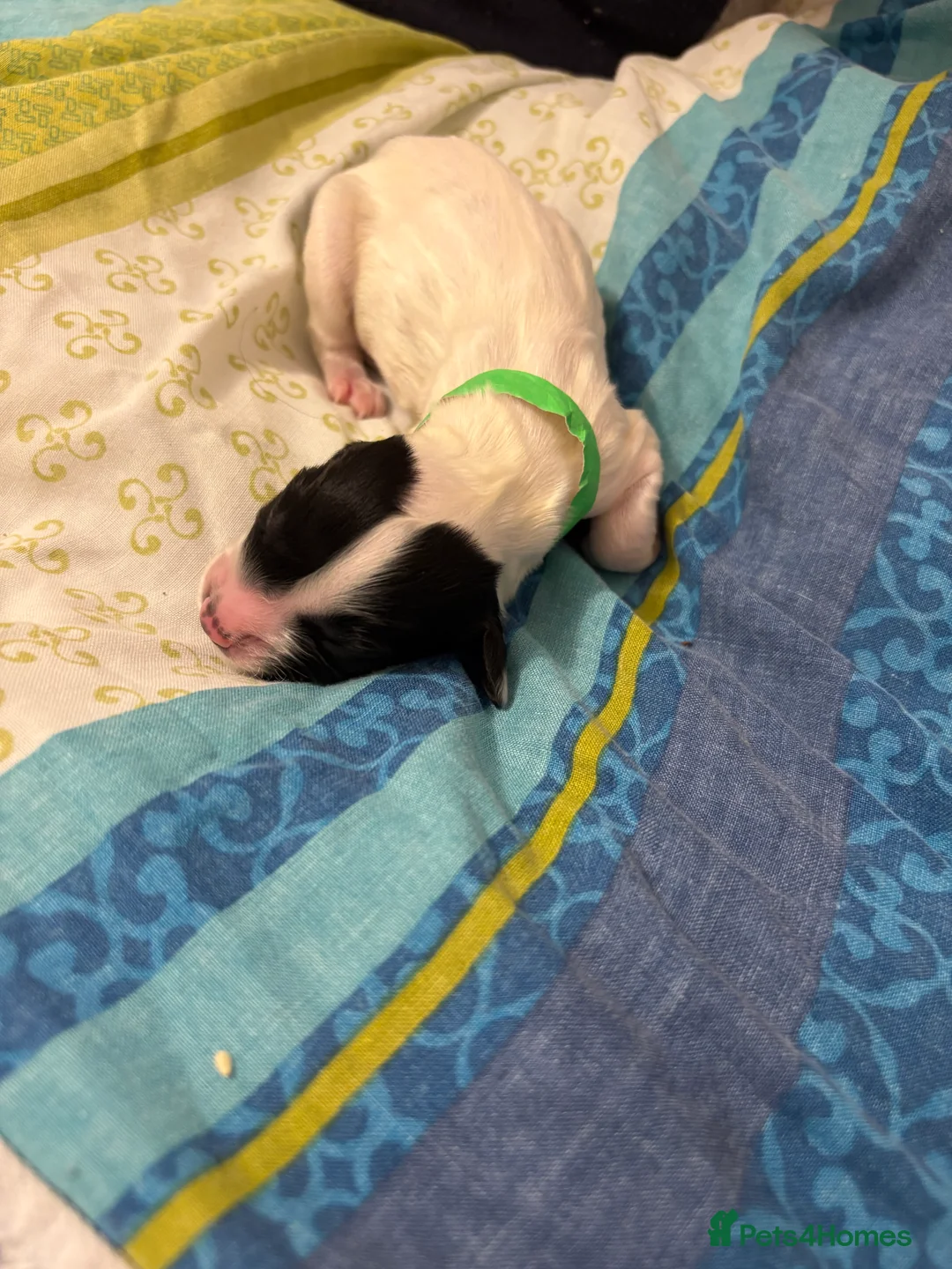 English Springer Spaniel dogs for sale: Springer spaniels for sale  - Advert 6