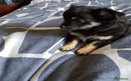 Chihuahua dogs for sale: Gorgeous Chihuahua puppies, ready now. - Image 4