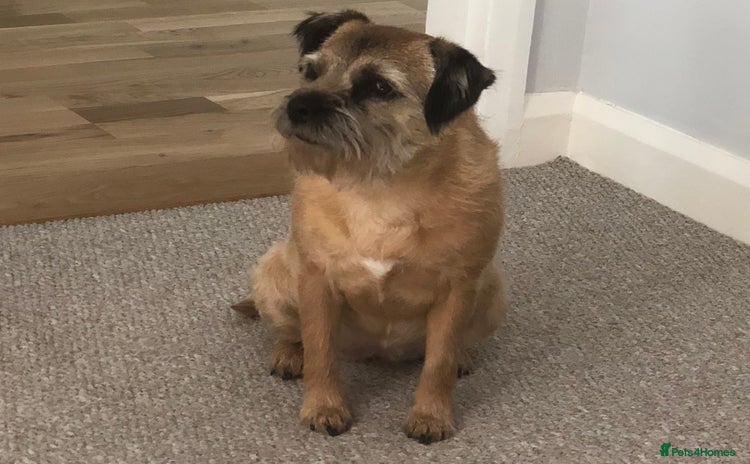 Border Terrier dogs - Advert 8