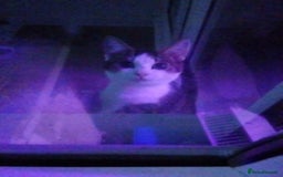 Mixed Breed cats for sale: Urgent rehoming for my kitten!! - Image 1