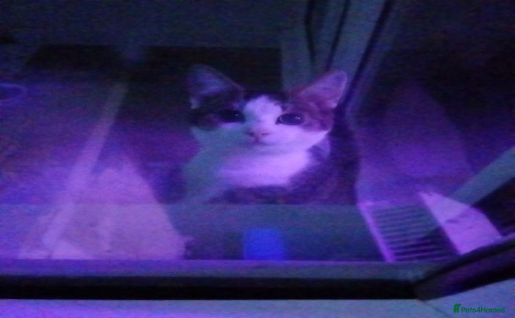 Mixed Breed cats - Advert 4