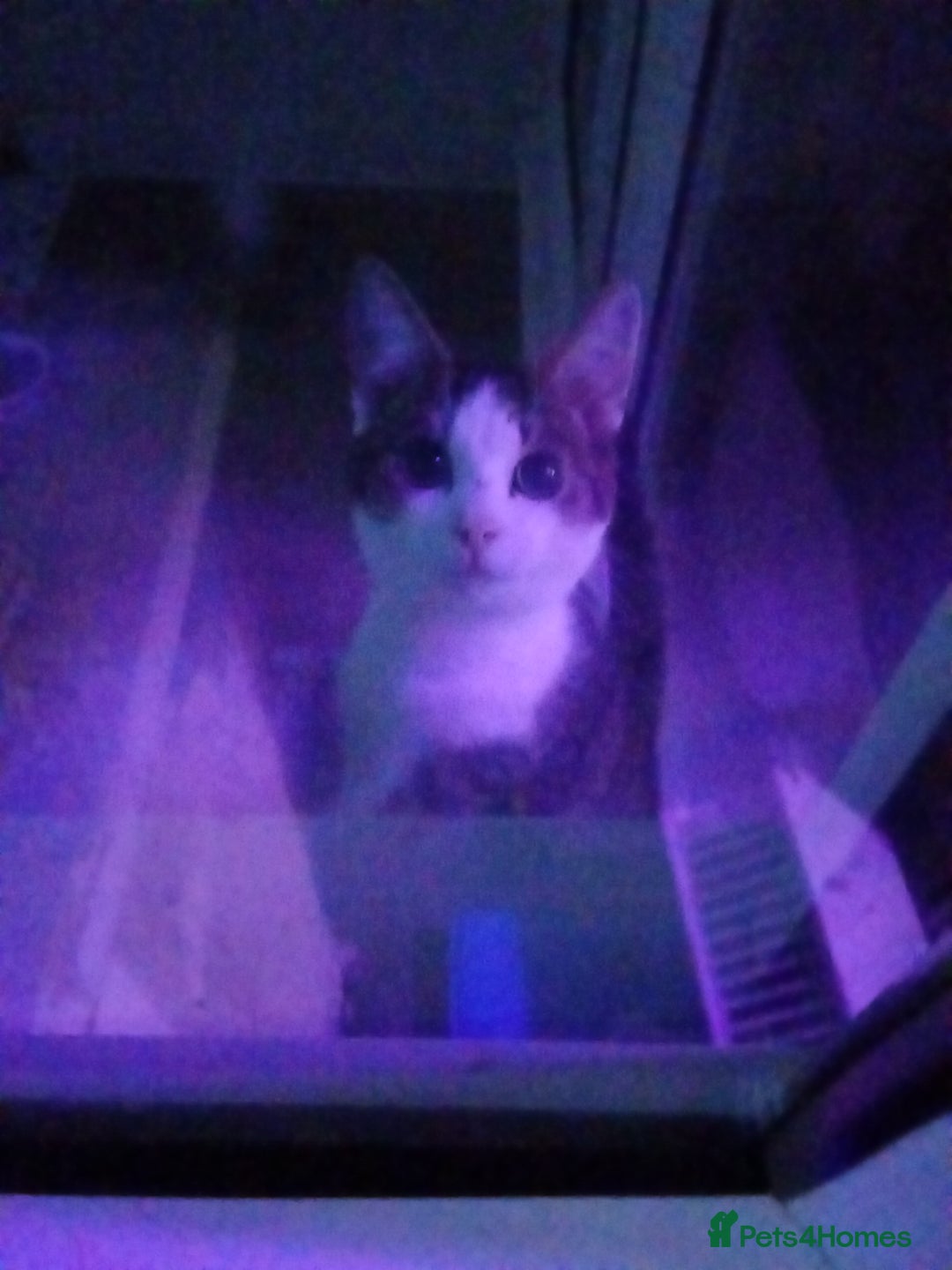 Mixed Breed cats for sale: Urgent rehoming for my kitten!! - Image 1