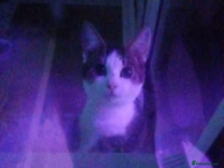 Mixed Breed cats - Advert 10