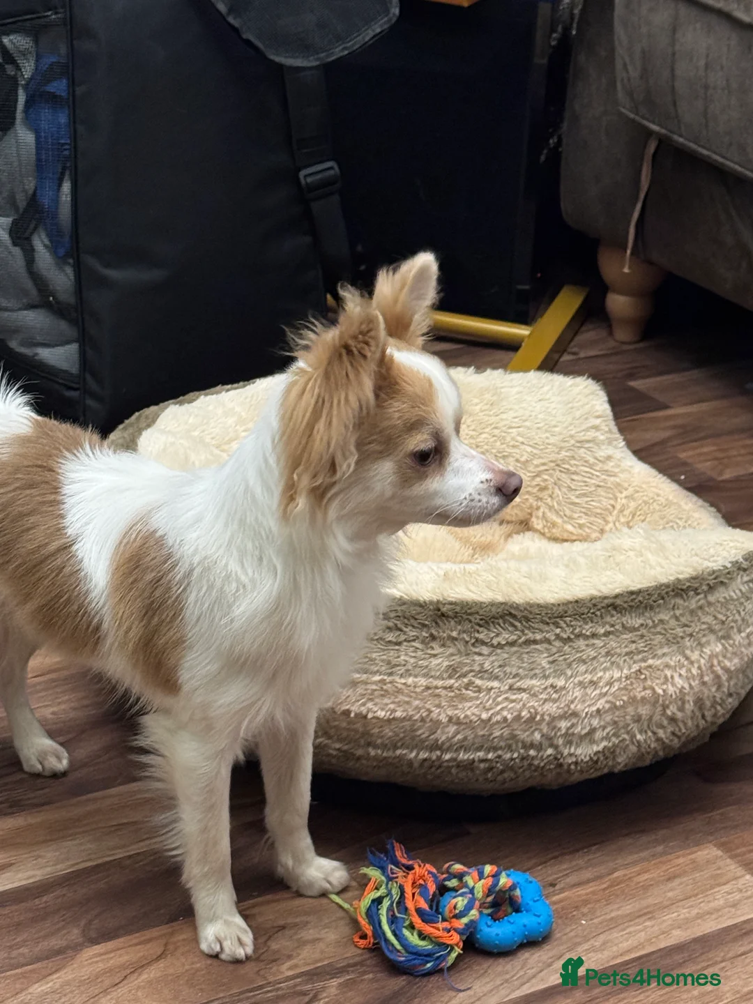 Chihuahua dogs for sale: Beautiful male chihuahua 9months.  - Advert 3