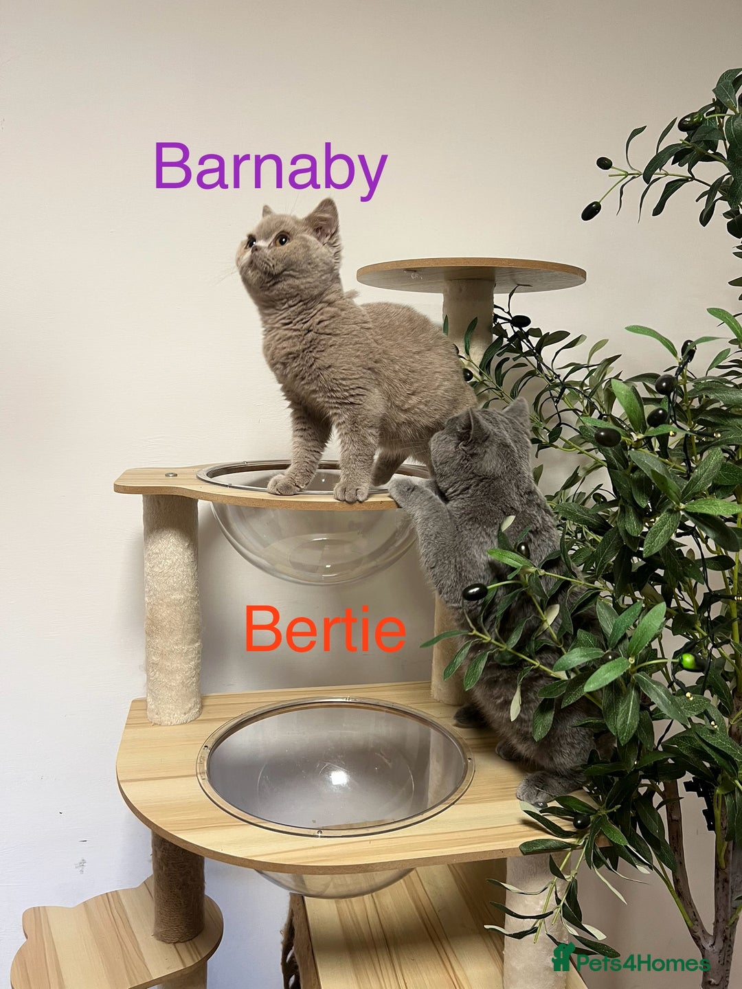 British Shorthair cats for sale: GCCC Registered British Shorthair Boys - Image 8