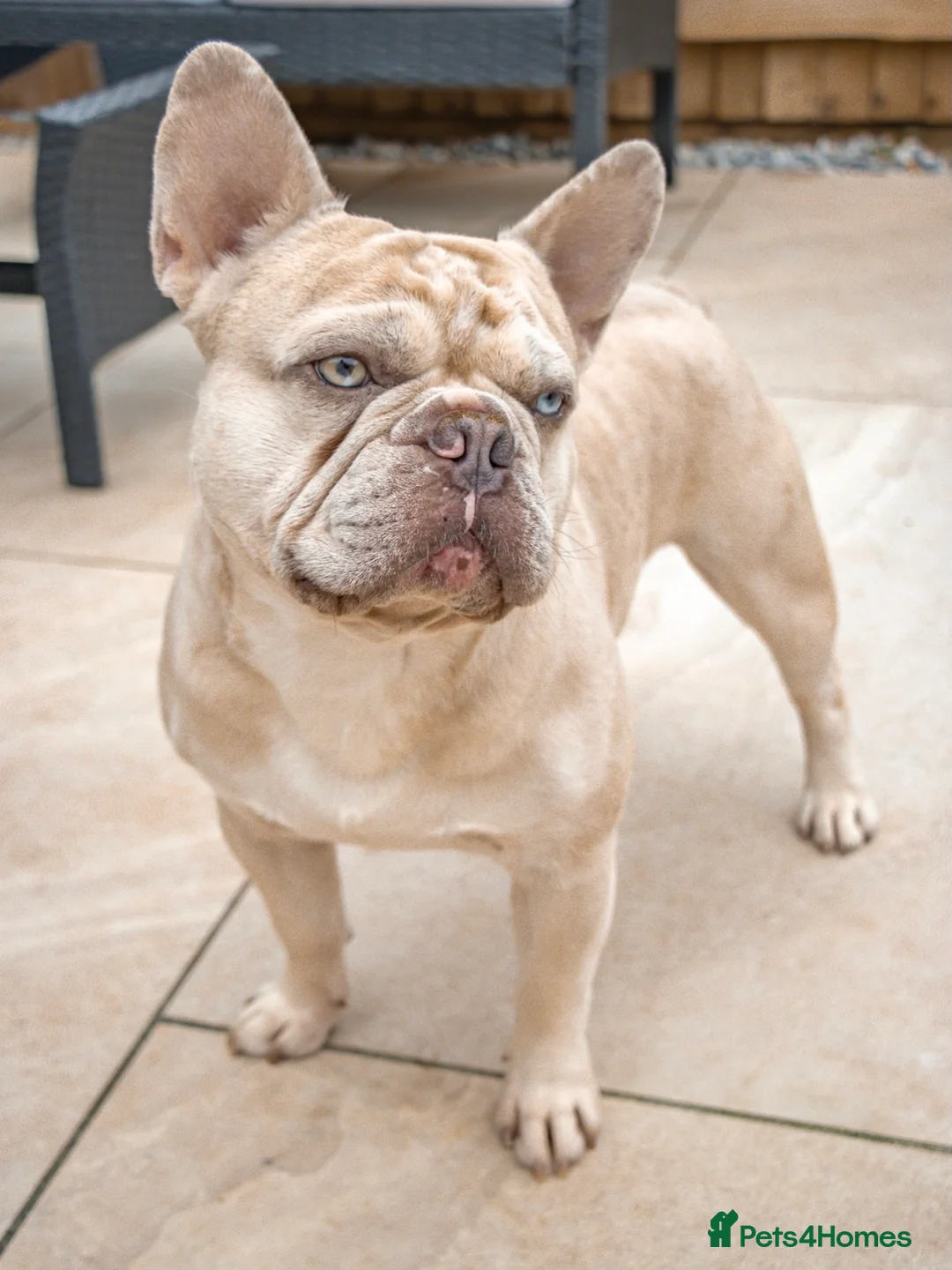 French Bulldog dogs for stud: 🦁HUNCHO🦁PUP BACK DEAL 1ST PICK FEMALE‼️ in Northampton - Advert 10