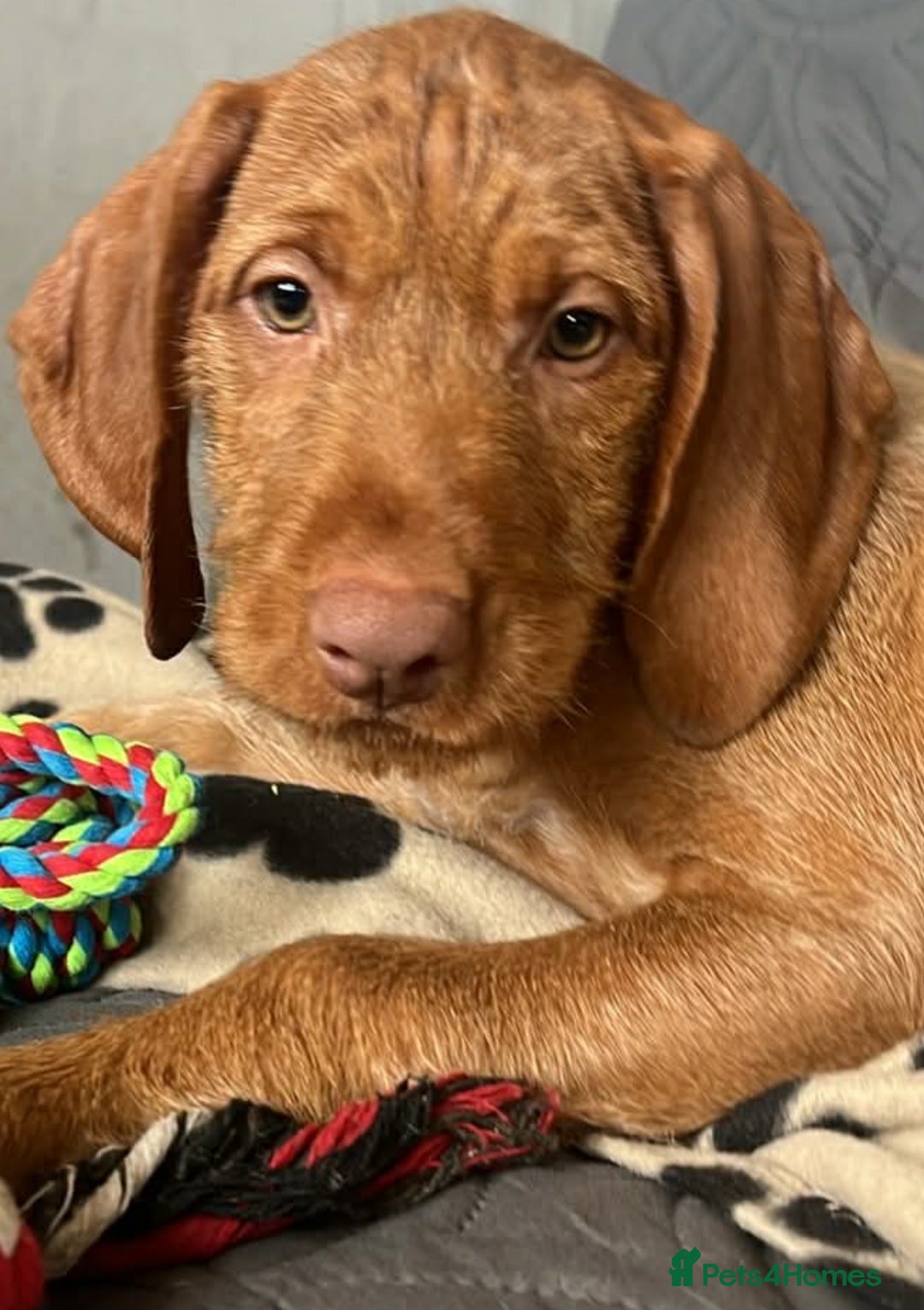 Hungarian Vizsla dogs Beautiful Hungarian Vizsla Puppies READY NOW - Advert 5