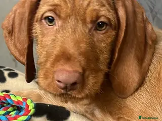 Hungarian Vizsla dogs Beautiful Hungarian Vizsla Puppies READY NOW - Advert 5