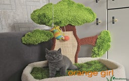 British Shorthair cats for sale: British Blue Shorthair kittens, GCCF pedigree - Image 19