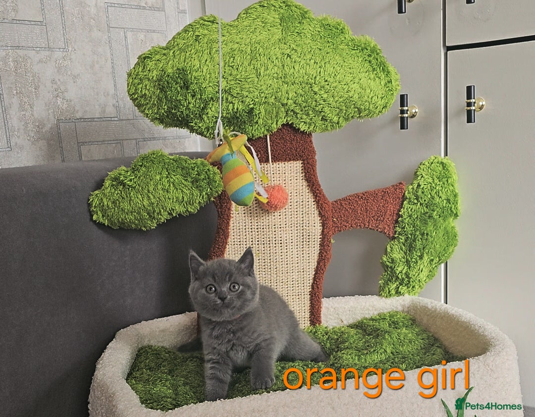 British Shorthair cats for sale: British Blue Shorthair kittens, GCCF pedigree - Image 19