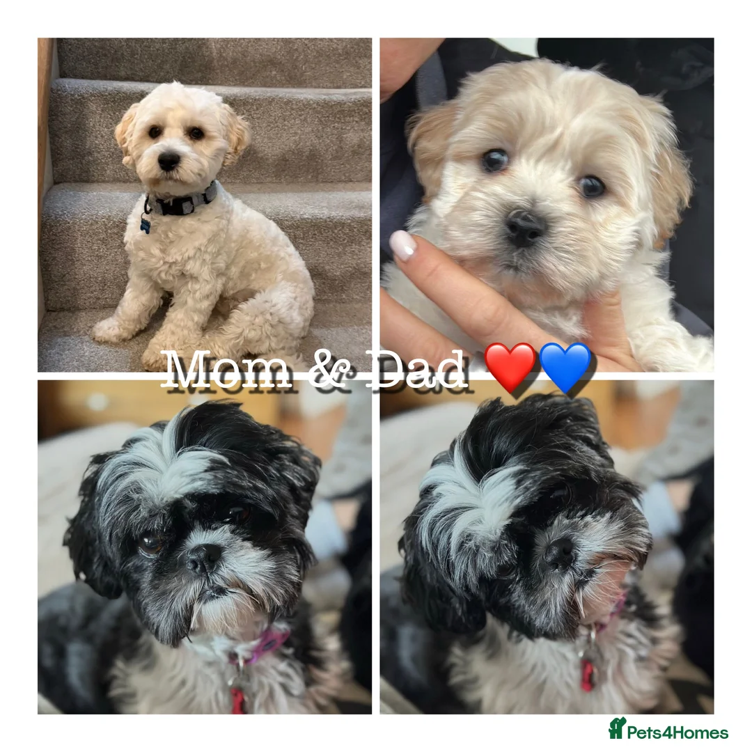 Mixed Breed dogs for sale: Malshi puppies (Shih Tzu x multi toy poodle)  - Advert 12