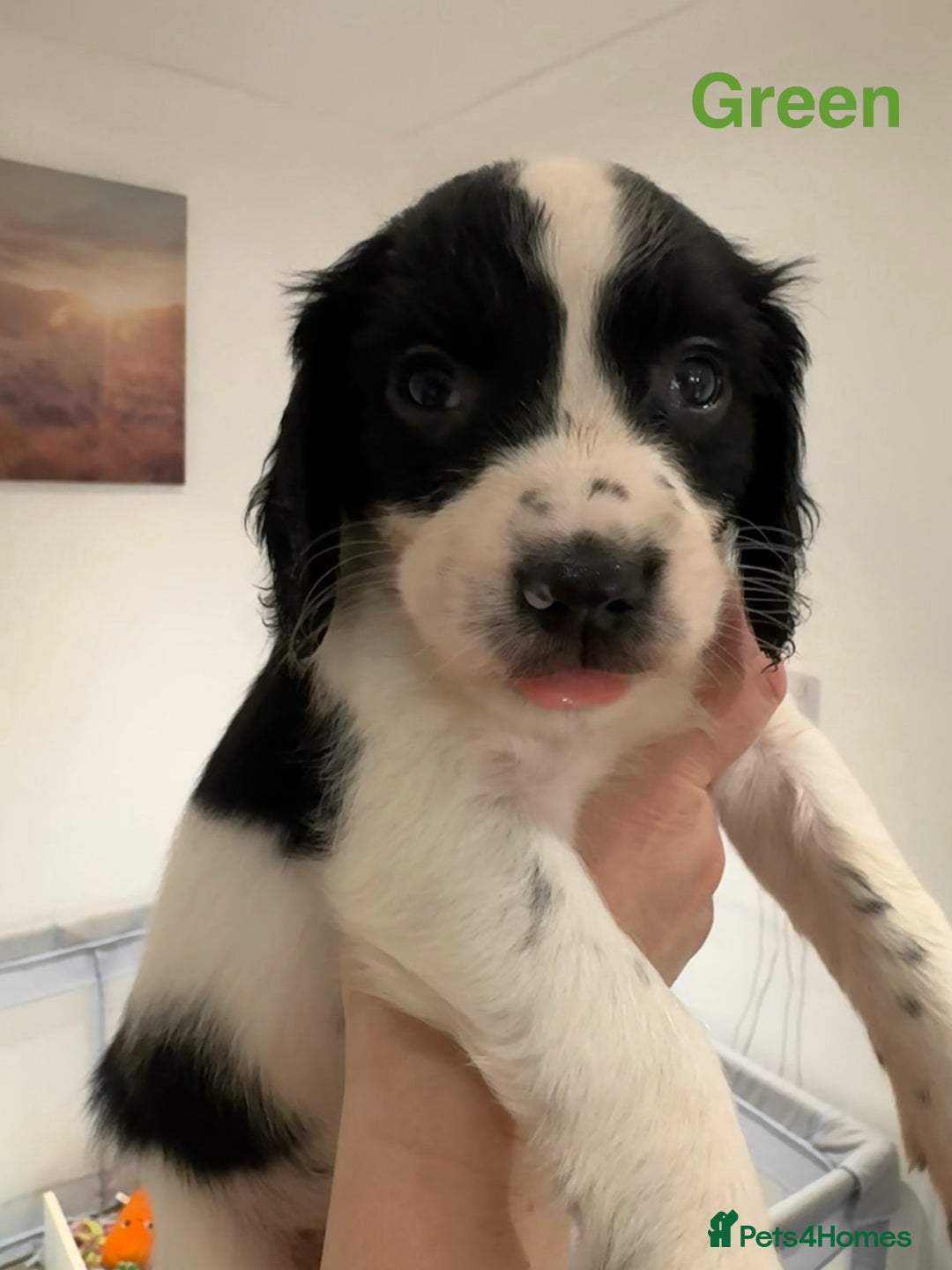English Springer Spaniel dogs for sale: English Springer Spaniel Pups.  - Advert 14