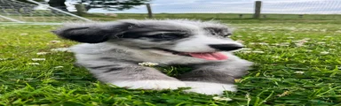 Bernese Mountain Dog 1