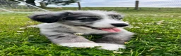 Bernese Mountain Dog dogs for sale: Beautiful Bordernese Puppies - Advert 22