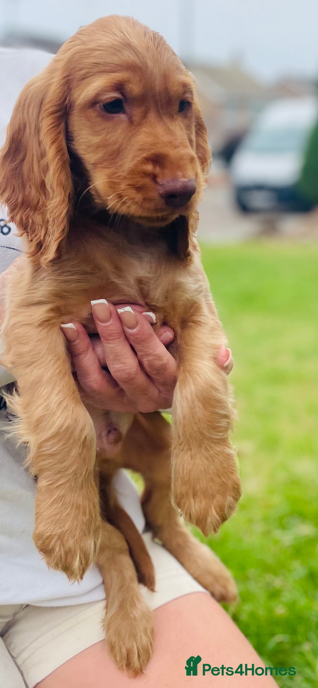 Cocker Spaniel dogs for sale: 1 Simply gorgeous Male Cocker Spaniel left 🐶⭐️🐶 - Image 14