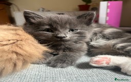 Mixed Breed cats for sale: 2 male kittens for sale - Image 5