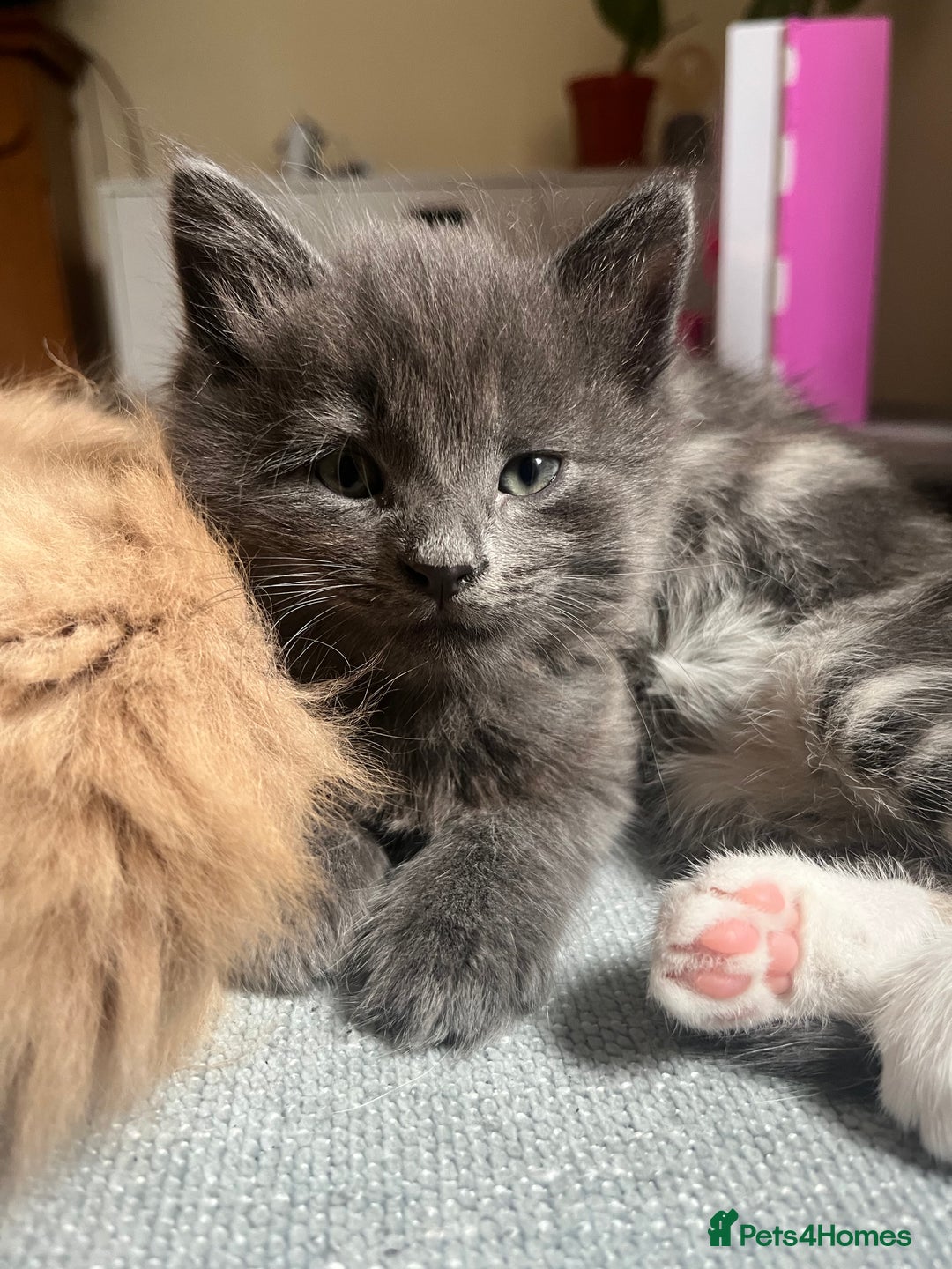 Mixed Breed cats for sale: 2 male kittens for sale - Image 5