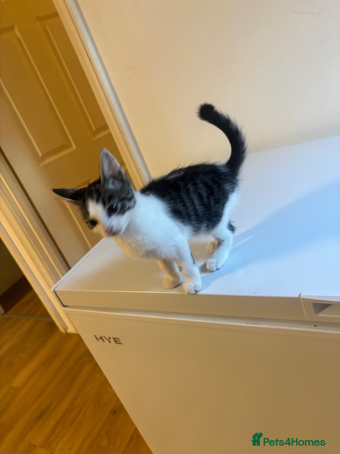Mixed Breed cats 9 Adorable Mixed-Breed Kittens for Sale – £90  - Advert 2
