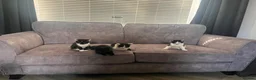 Mixed Breed cats for sale: 4 kittens for sale - Advert 5