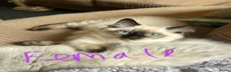 Ragdoll cats for sale: 4 pure Ragdoll kittens✨FREE ESSENTIAL STARTER PACK - Advert 6