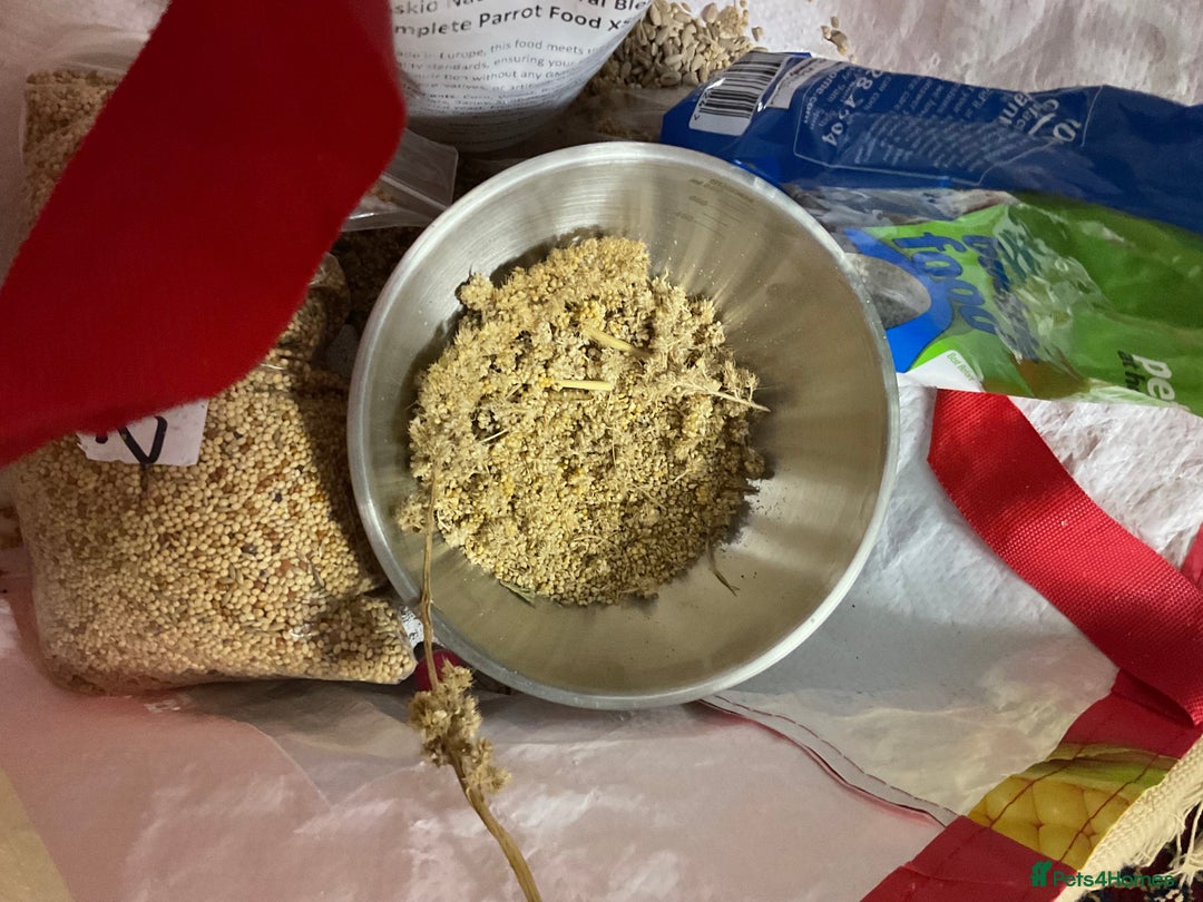 Budgerigars birds for sale: 🐦 Tame English Budgie + Full Setup (3yr Old Male) - Image 15