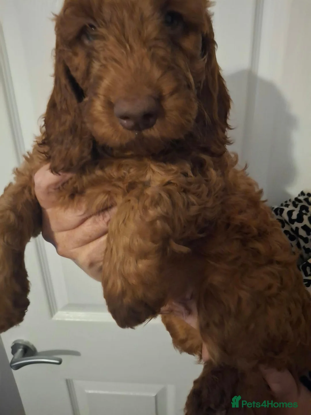 Cockapoo dogs for sale: 3 beautiful cockapoos left in Hereford - Advert 2