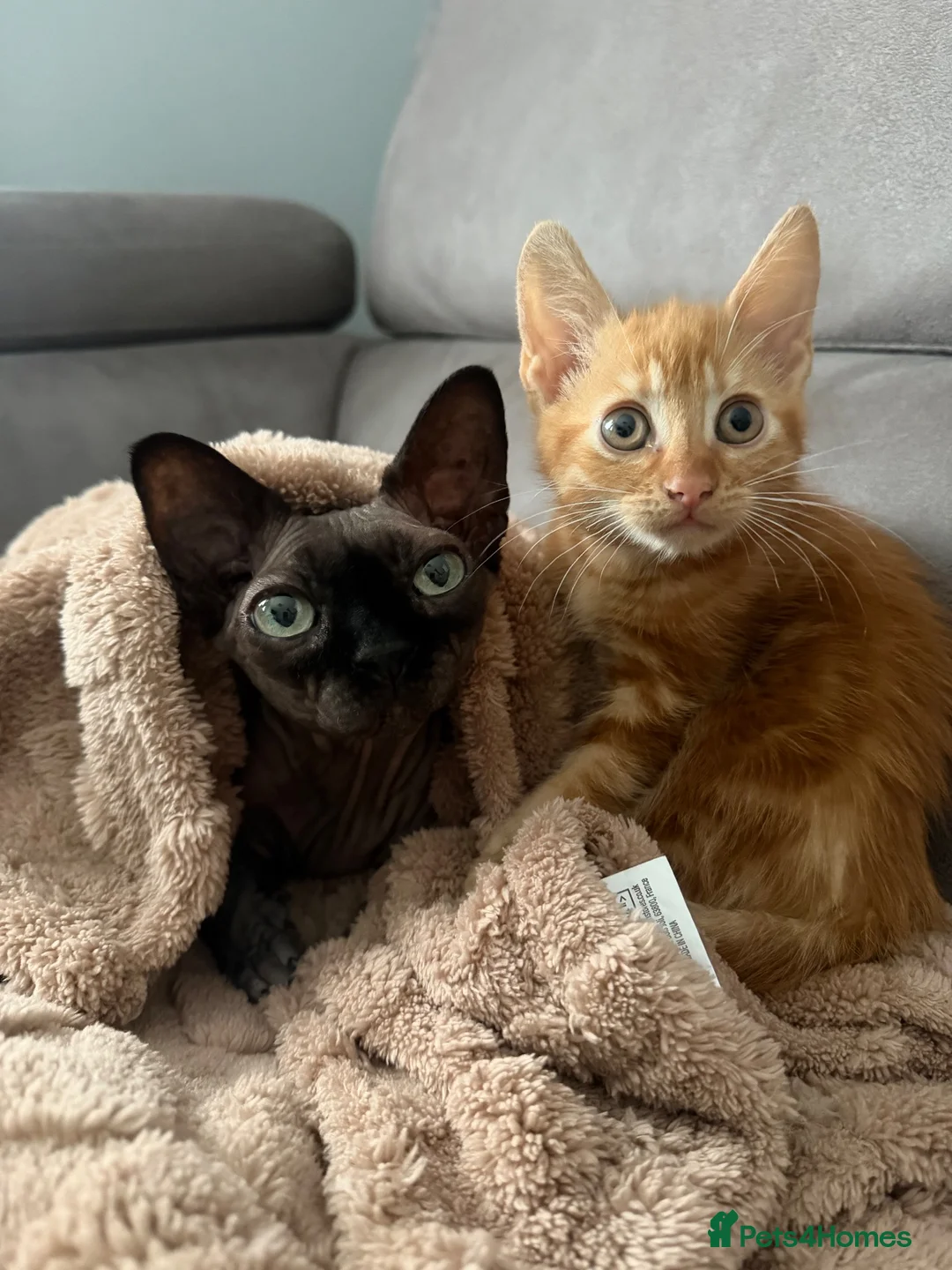 Mixed Breed cats for sale: Adorable male kitten - Advert 1