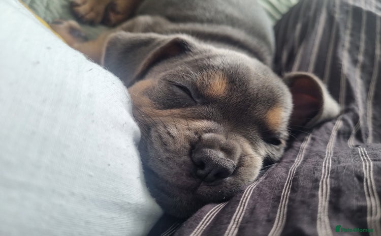 Mixed Breed dogs - Advert 3