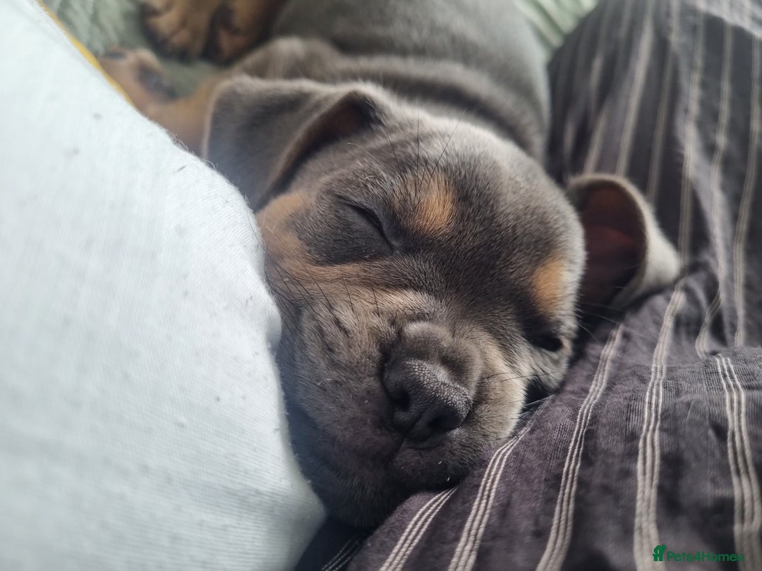 Mixed Breed dogs for sale: Lovely chilli, needs a new home 💔 - Image 1