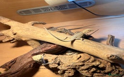 Bearded Dragon reptiles for sale: Bearded Dragon Babies - Image 2