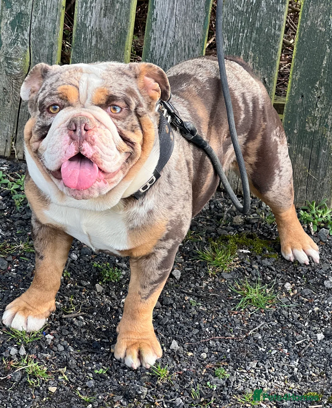 English Bulldog dogs for stud:  English bulldog health tested proven  in Newcastle upon Tyne - Advert 3