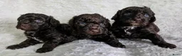 Cavapoo dogs for sale: DNA Tested Chocolate F1b Cavapoos. 2 Boys & 1 Girl - Advert 4