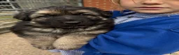 German Shepherd dogs for sale: Gorgeous  Home Bred German Shepherd Girls - Advert 11