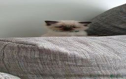 Ragdoll cats for sale: Ragdoll boy for sale - Image 1
