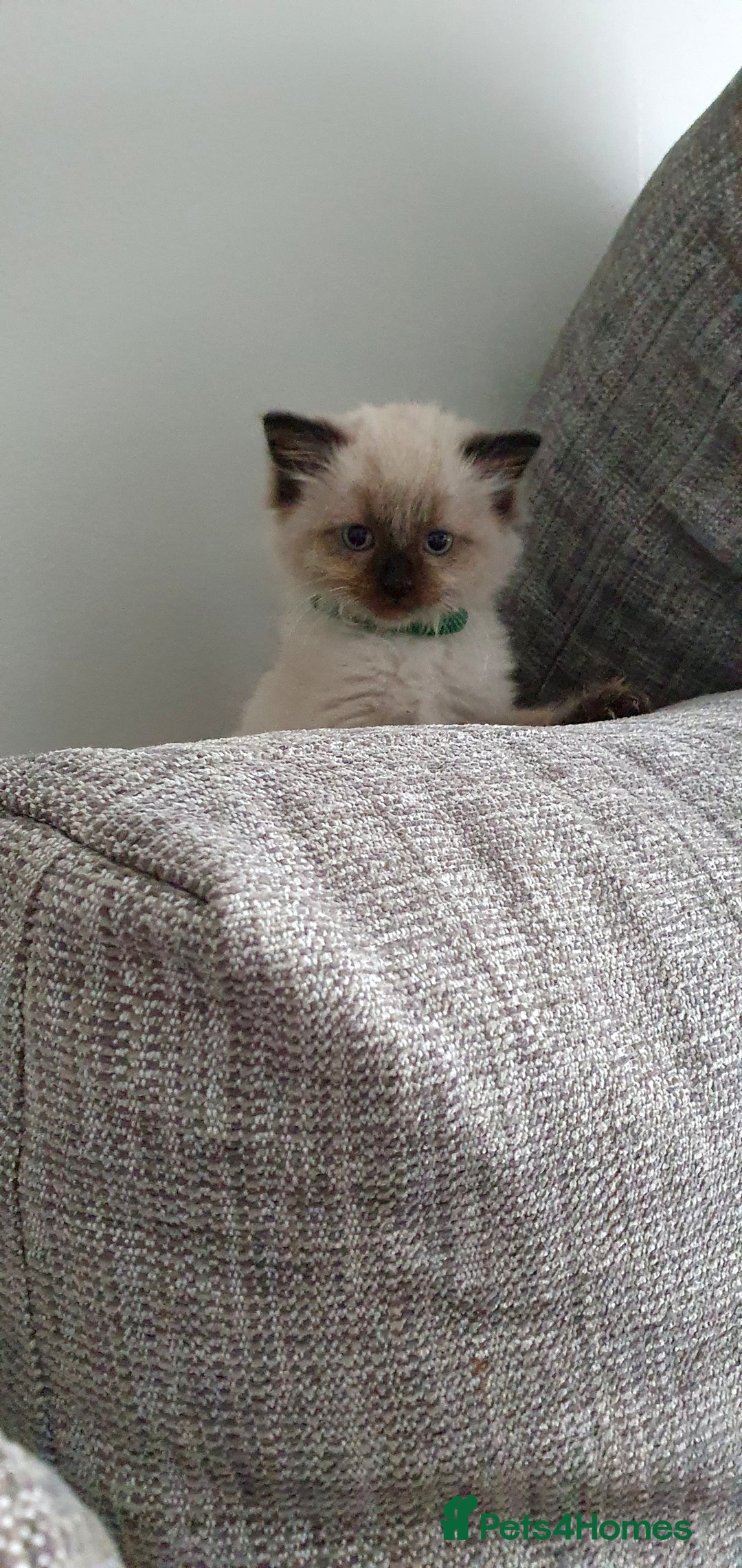 Ragdoll cats for sale: Ragdoll boy for sale - Image 1