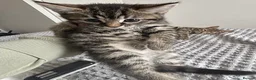 American Shorthair cats for sale: 🌟Kittens Ready for 4ever Home🌟 - Advert 6