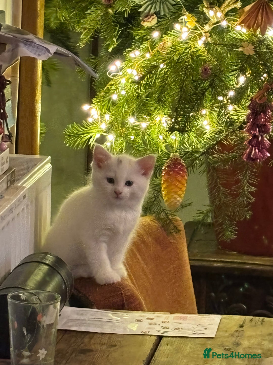 Norwegian Forest Cat cats for sale: Norwegian Forest Cat Kittens  - Advert 18