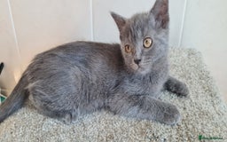 British Shorthair cats for sale: British Blue shorthair, Lilac, Colorpoint Kittens - Image 14