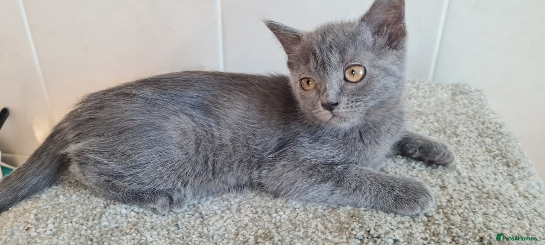 British Shorthair cats for sale: British Blue shorthair, Lilac, Colorpoint Kittens - Image 14