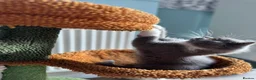 British Shorthair cats for sale: 🐾British Shorthair Kittens GCCF Registered🐾 - Advert 17