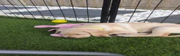 Labrador Retriever dogs for sale: 2 Beautiful Labs for sale 2x Boys  - Advert 5