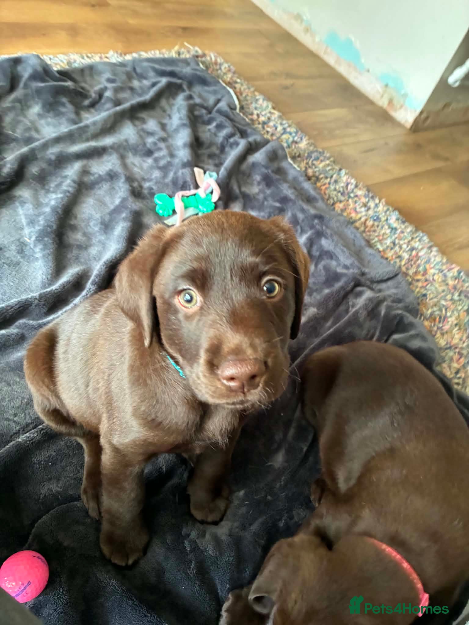 Labrador Retriever dogs Family breed labradors  - Advert 1